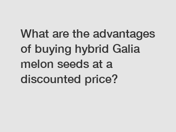 What are the advantages of buying hybrid Galia melon seeds at a discounted price?