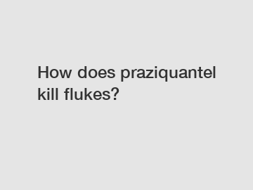How does praziquantel kill flukes?