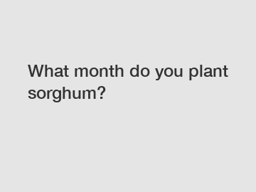 What month do you plant sorghum?
